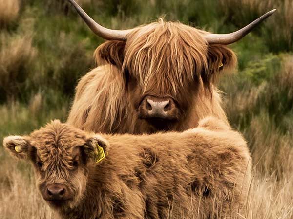 Highland cows